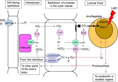 Light-Dependent Phenomena and Related Molecular Mechanisms in Giant Clam-Dinoflagellate Associations: A Review